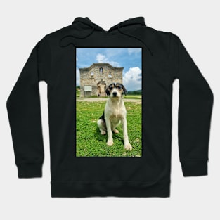 Cute Dog Posing Outdoors in Summer Hoodie